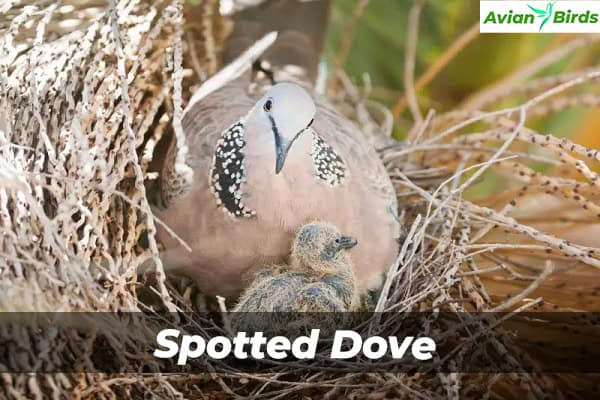 Spotted Dove