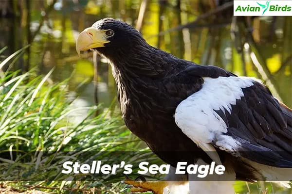 Steller’s Sea Eagle