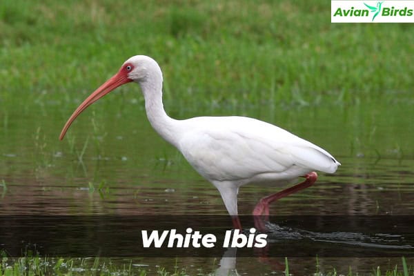 White Ibis