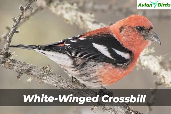 White-Winged Crossbill