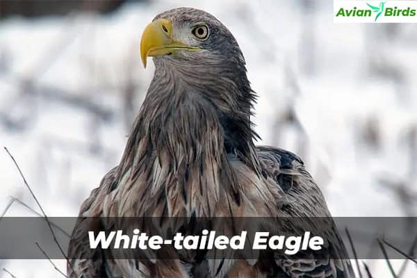 White-tailed Eagle