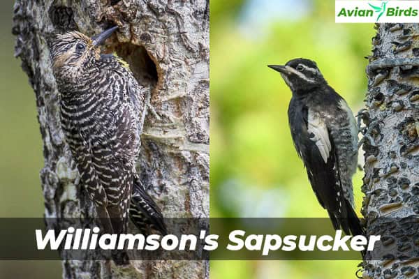 Williamson's Sapsucker