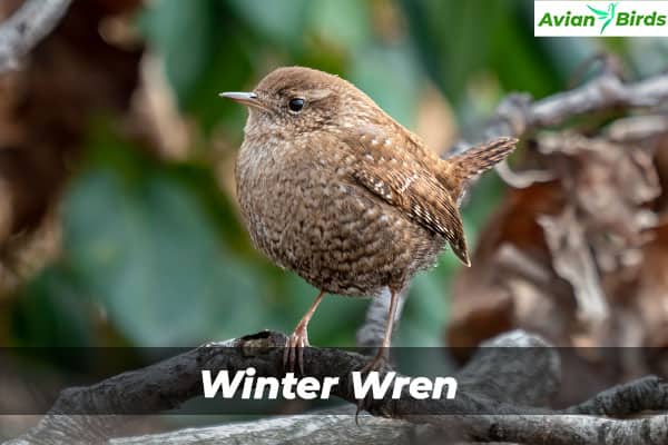 Winter Wren