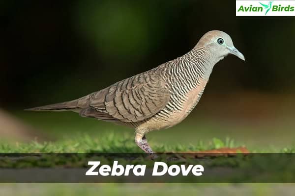 Zebra Dove