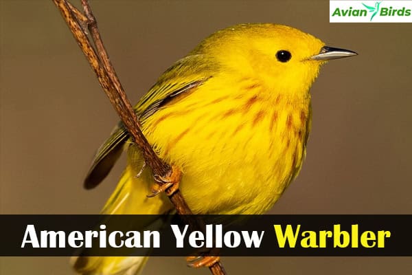 American Yellow Warbler