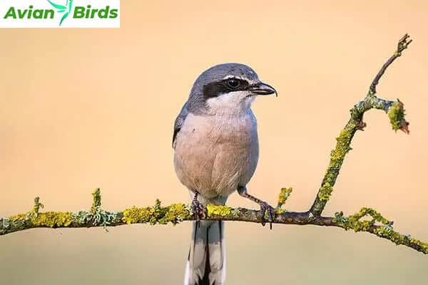 Appearance Southern Grey Shrike