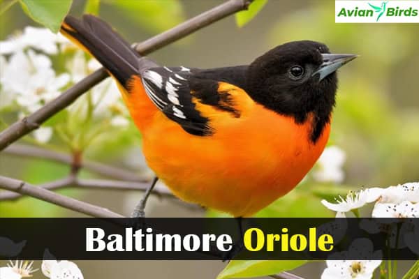 Baltimore Oriole