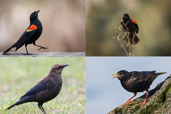 Black Birds in Michigan