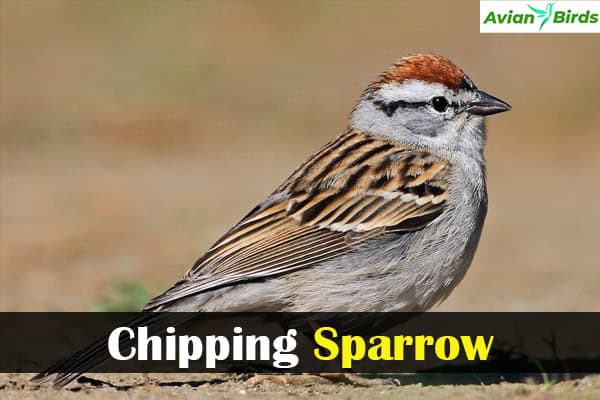 Chipping Sparrow