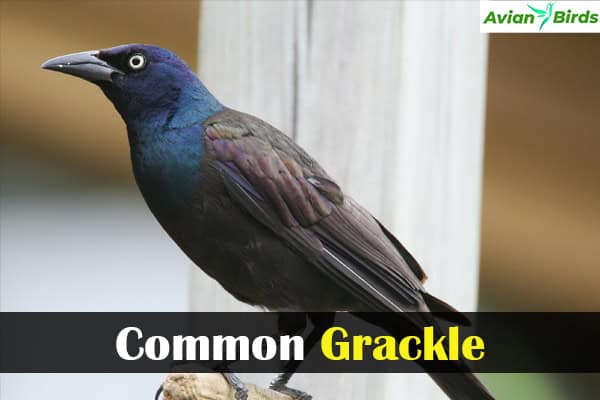 Common Grackle