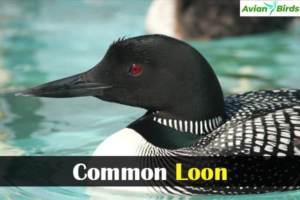 Common Loon