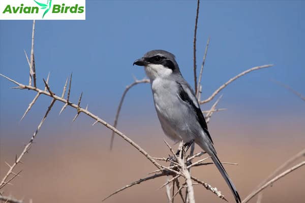 Conservation Status Southern Grey Shrike