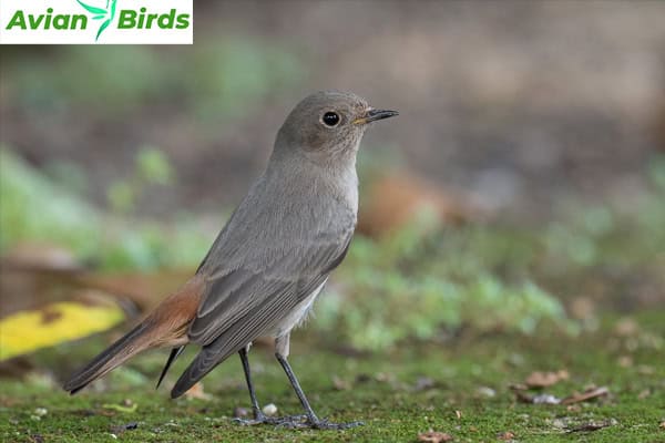 Conservation Status of the Black Redstart