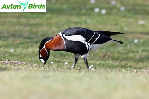 Diet of the Red-Breasted Goose