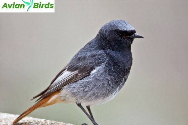 Distinctive Features of the Black Redstart