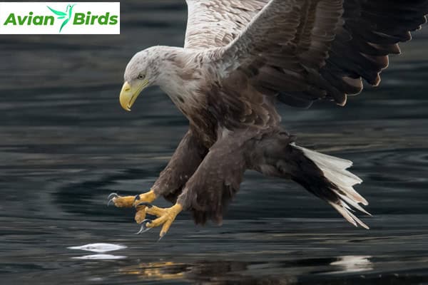 Distribution and Habitat White-Tailed Sea Eagle