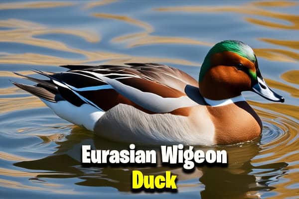 Eurasian Wigeon