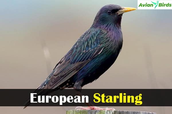 European Starling