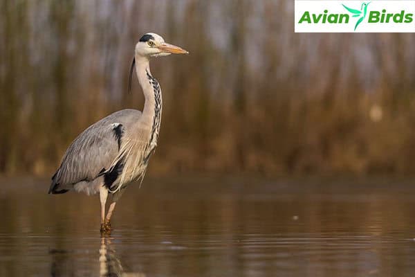 Feeding Habits of the Grey Heron