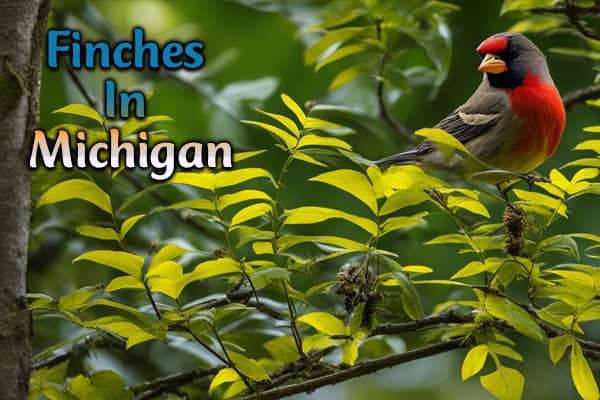 Finches In Michigan