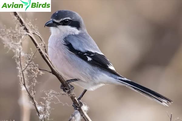 Habitat Southern Grey Shrike