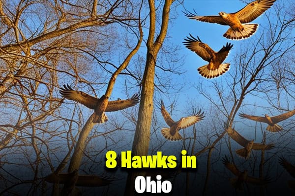 Hawks in Ohio