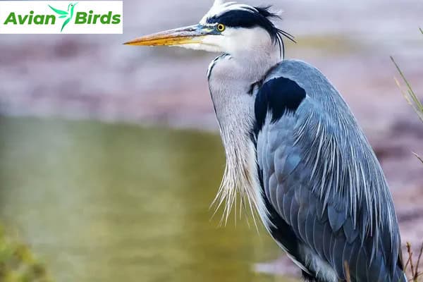 Identification of the Grey Heron