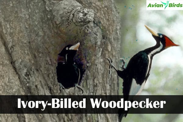 Ivory-Billed Woodpecker