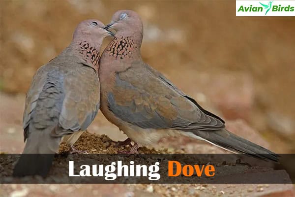 Laughing Dove