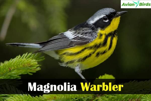 Magnolia Warbler