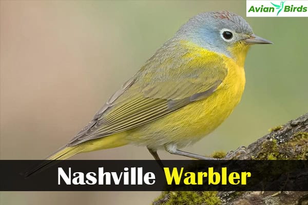 Nashville Warbler