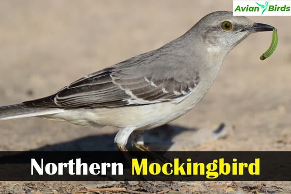 Northern Mockingbird