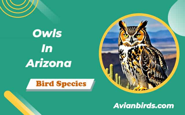 Owls In Arizona