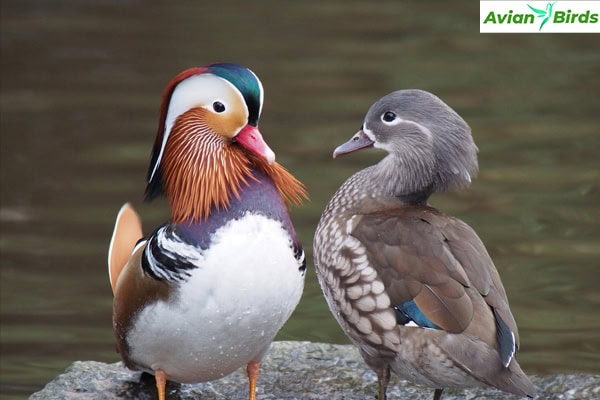 Physical Characteristics of the Mandarin Duck