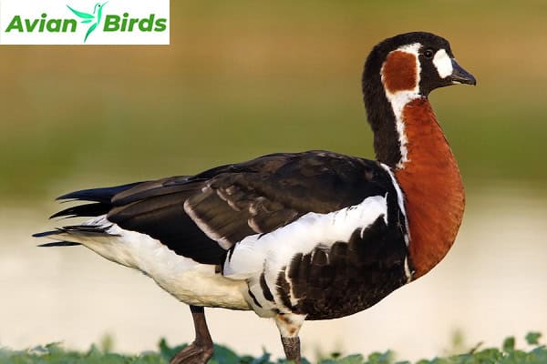 Physical Characteristics of the Red-Breasted Goose