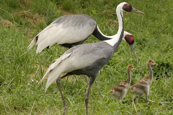 Physical Characteristics of the White-Naped Crane