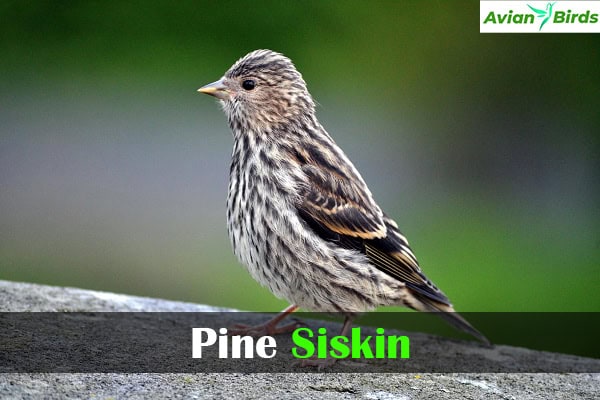 Pine Siskin