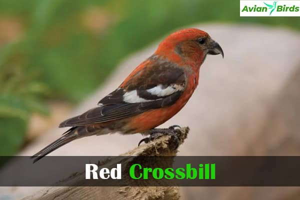 Red Crossbill