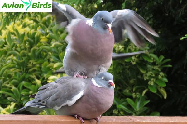 Reproductive Behavior Common Woodpigeon