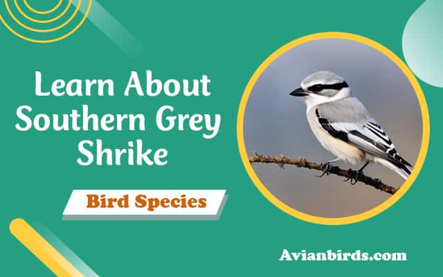 Southern Grey Shrike