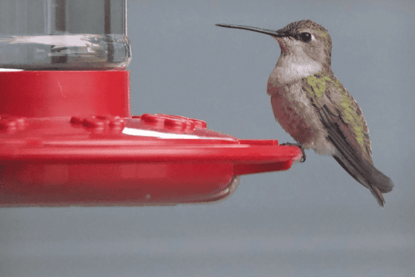 Watch for Perching Hummingbirds