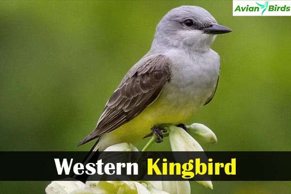 Western Kingbird