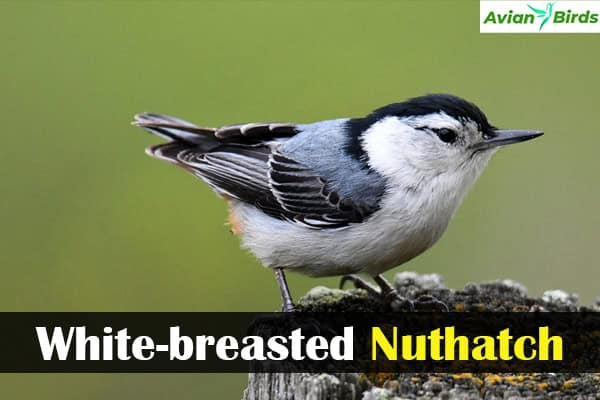 White-breasted Nuthatch