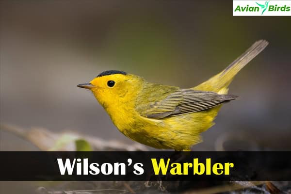 Wilson’s Warbler