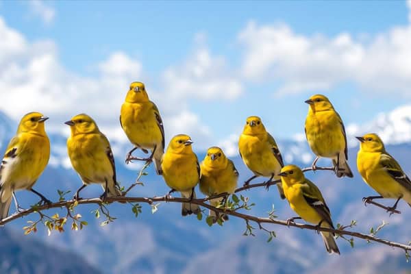 Yellow Birds in Colorado