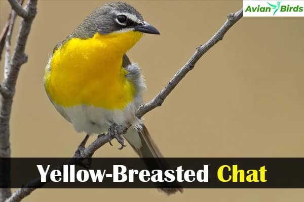 Yellow-Breasted Chat