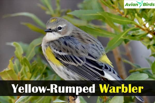 Yellow-Rumped Warbler