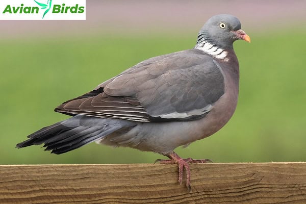 common woodpigeon Physical Characteristics