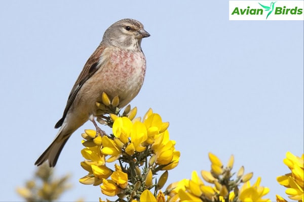 linnet Appearance