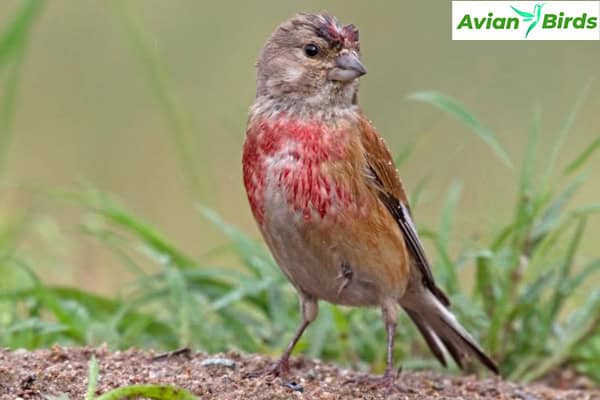 linnet Conservation